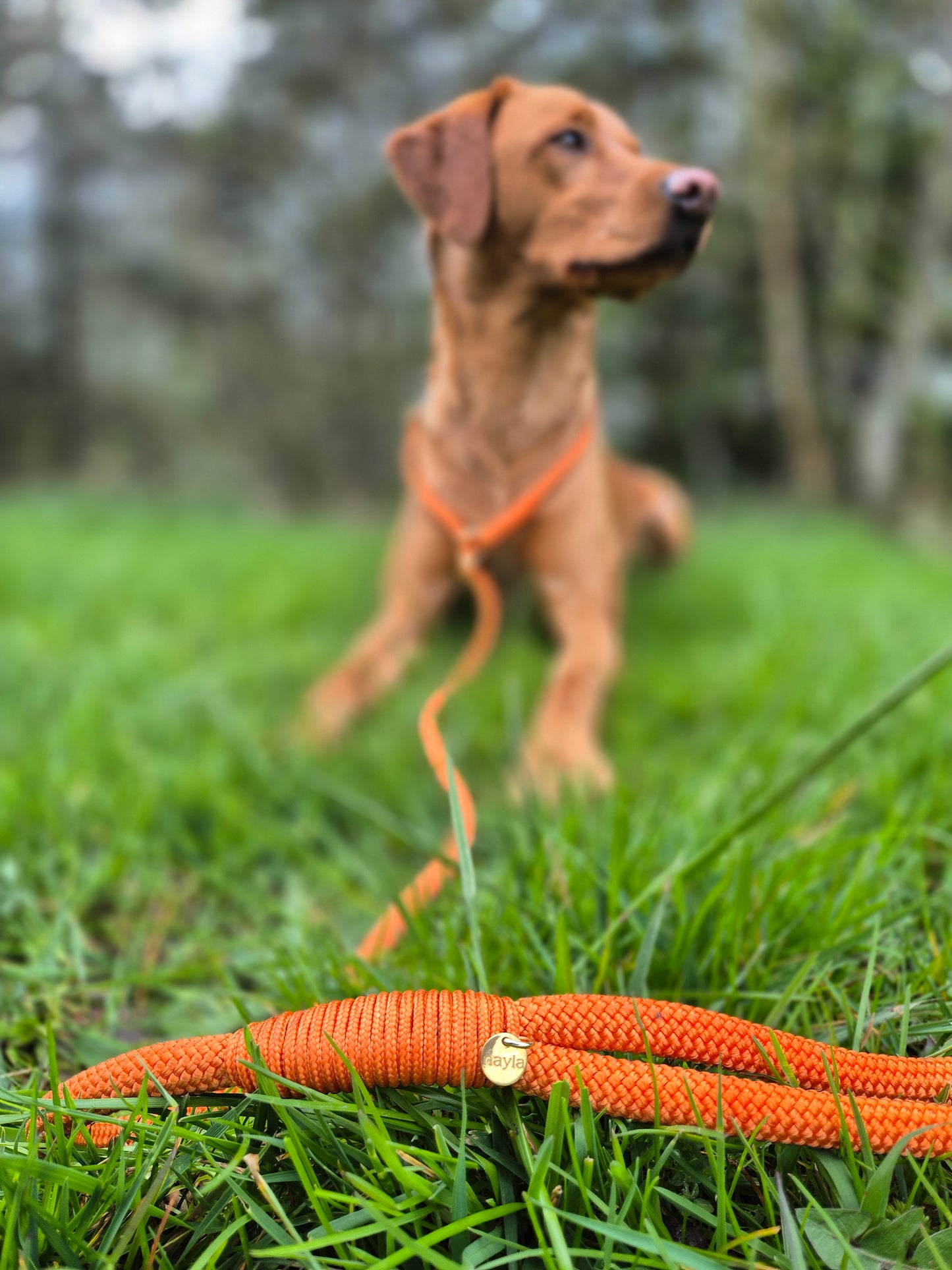 Retrieverline Fox Orange