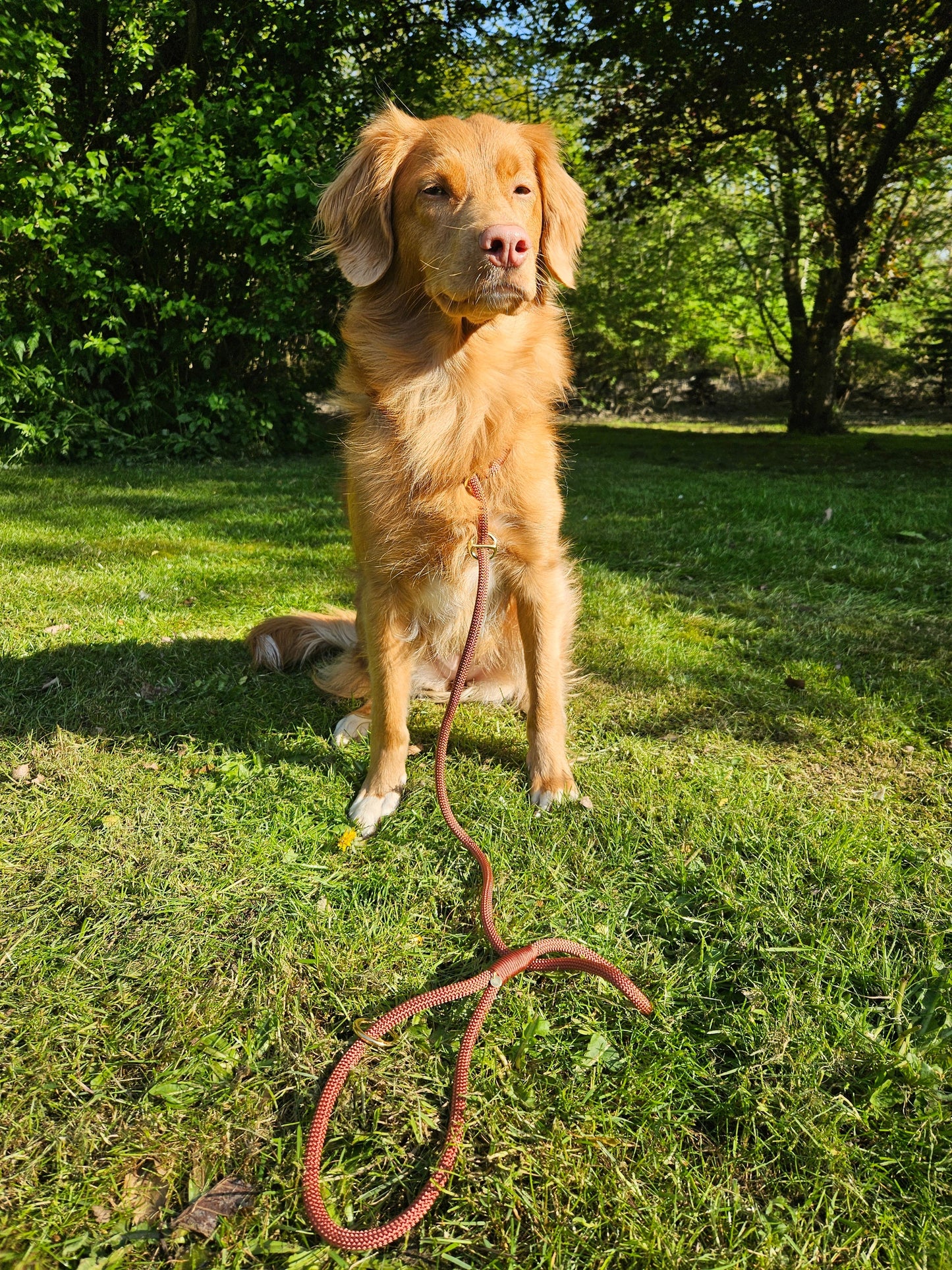 Retrieverline Bronze Brown