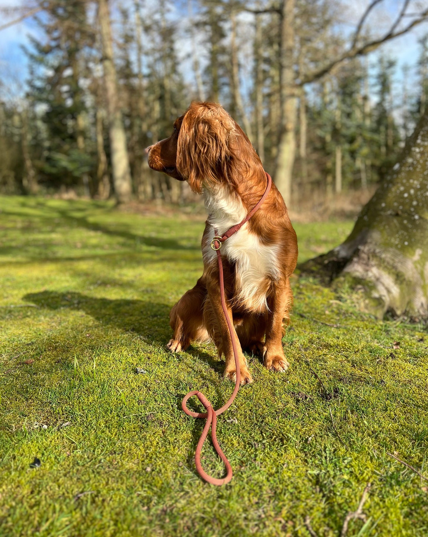 Retrieverline Bronze Brown