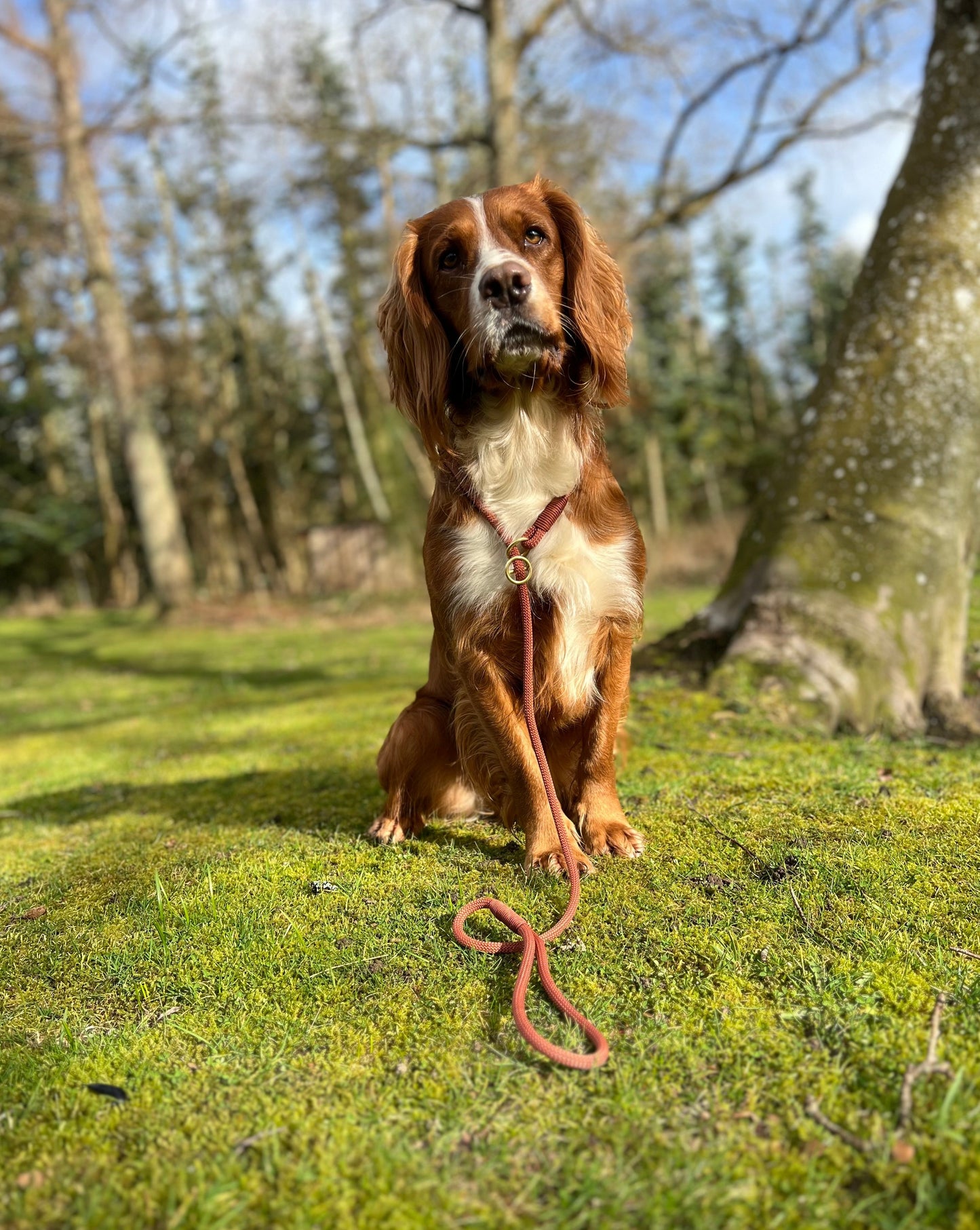 Retrieverline Bronze Brown