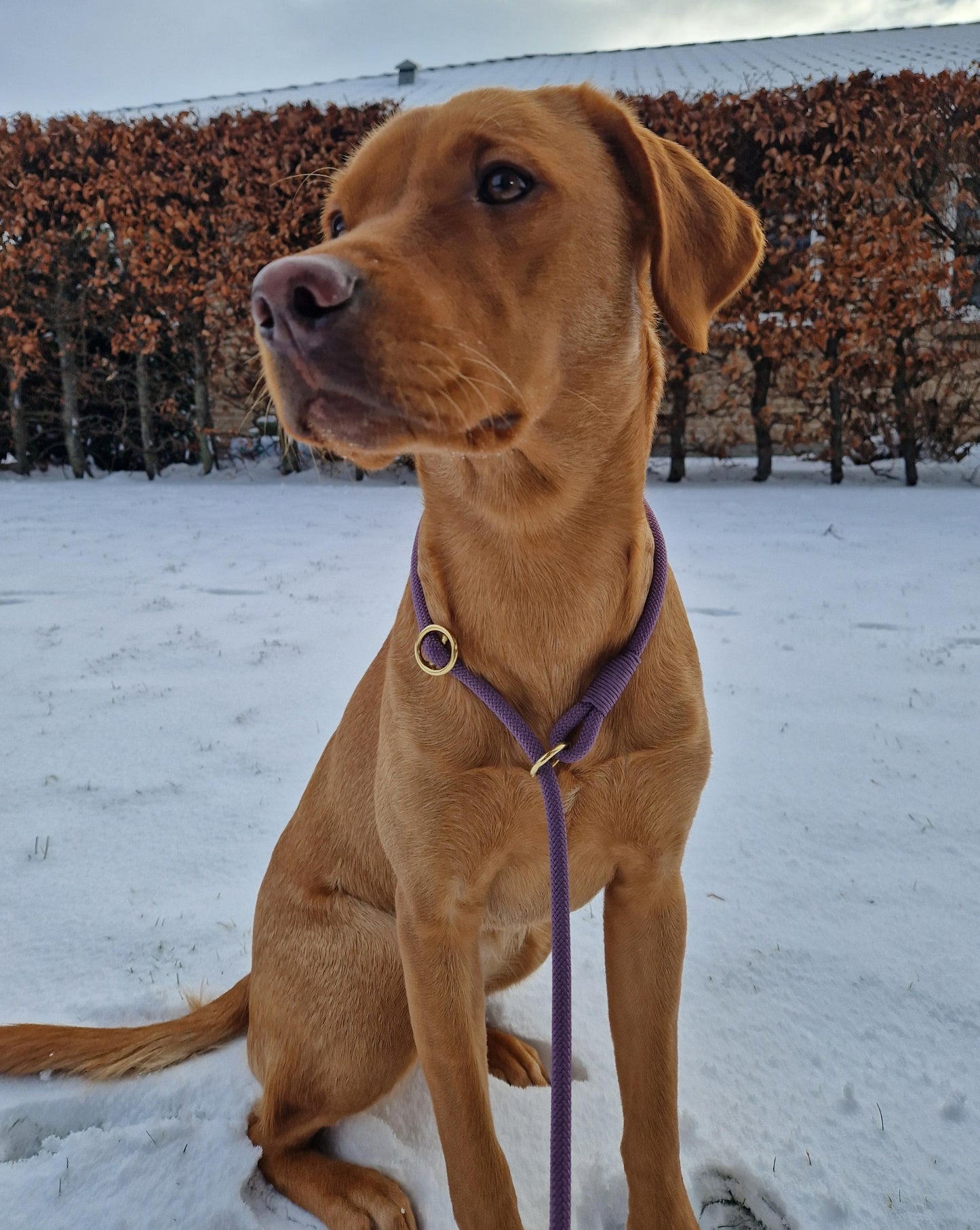 Retrieverline Mauve