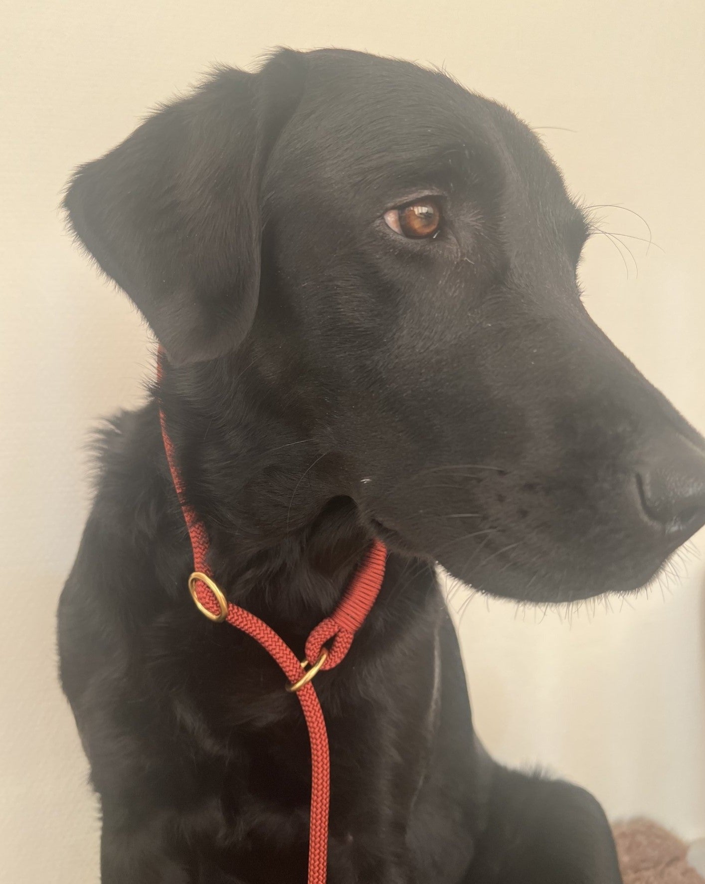 Retrieverline Copper Red