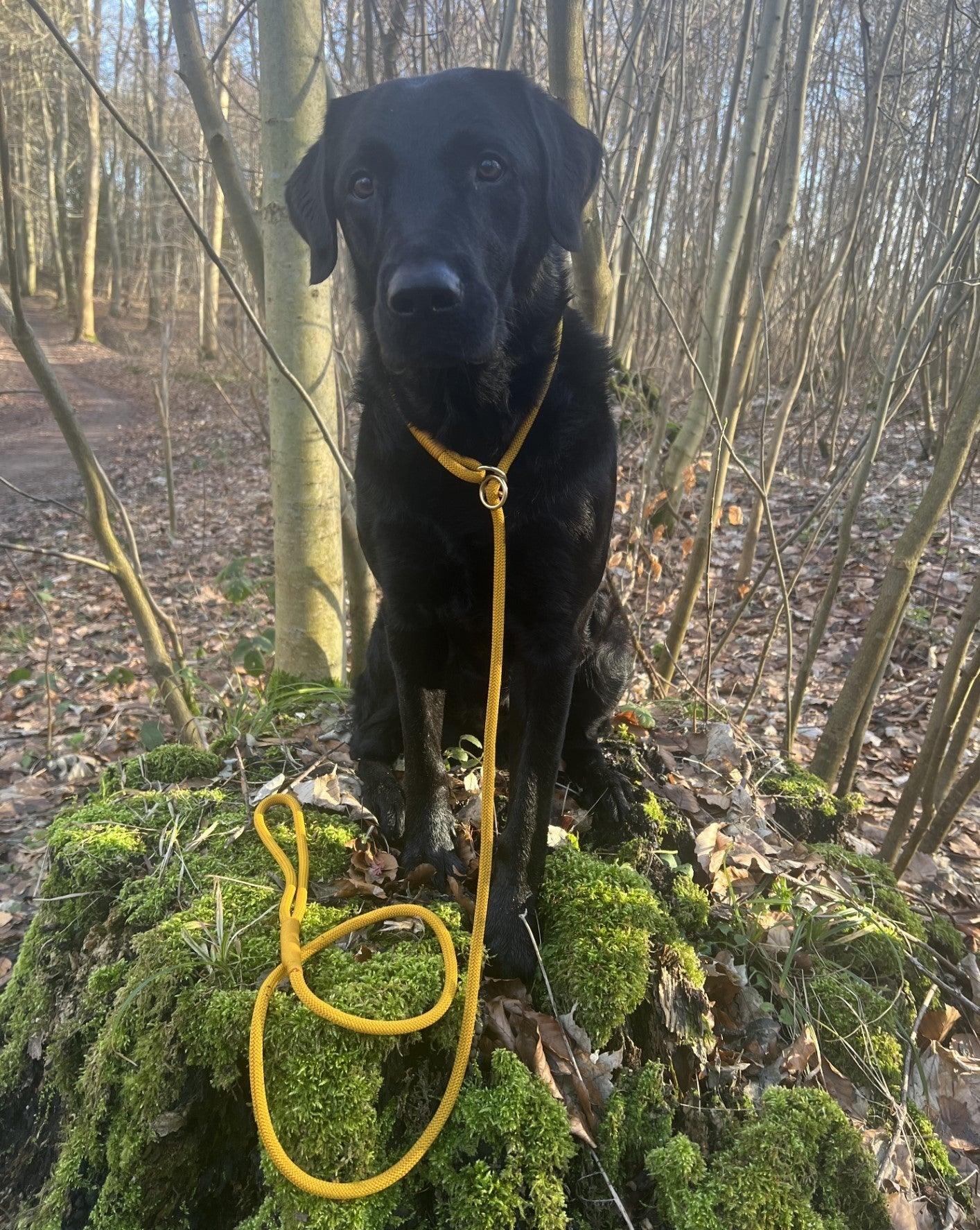 Retrieverline Golden Rod