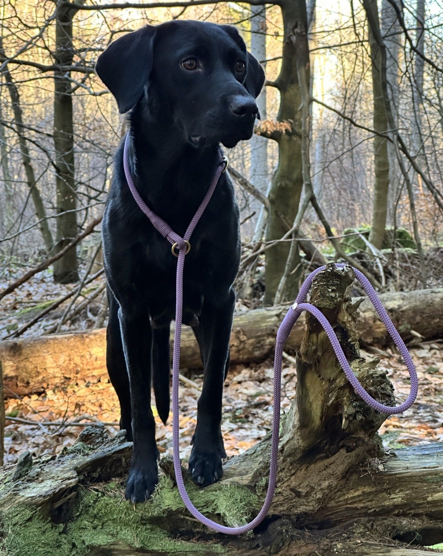 Retrieverline Mauve