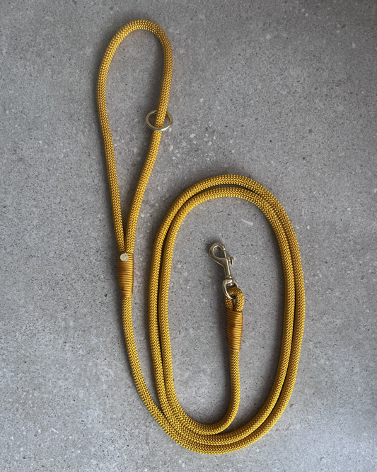 Hundesnor Golden Rod