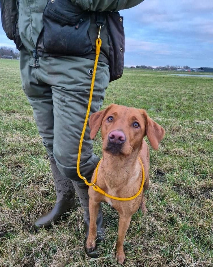 Hands free retrieverline golden rod