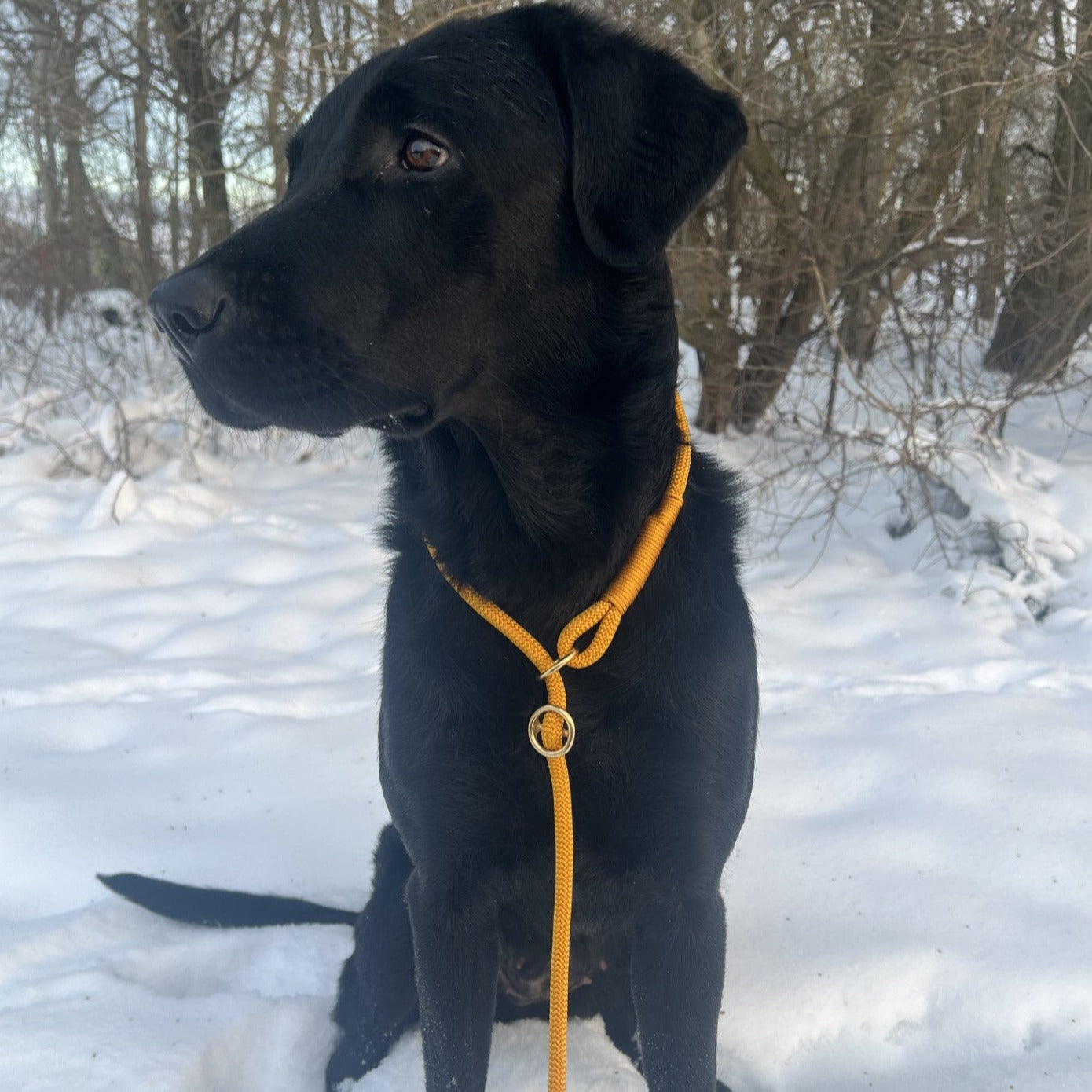 Retrieverline Golden Rod