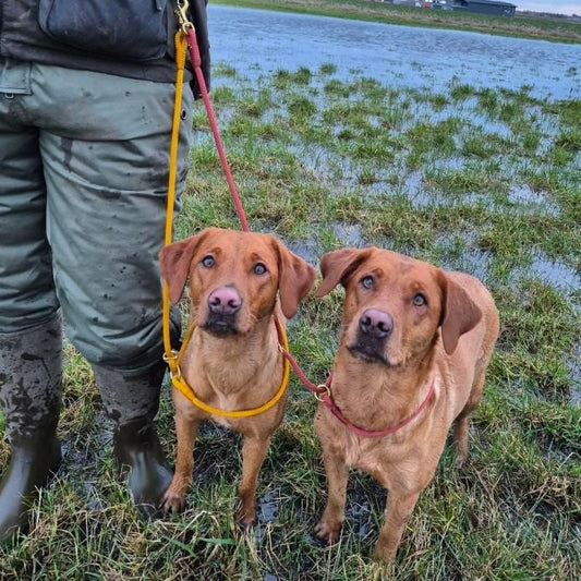 Hands-free retrieverline Copper Red
